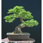 bonsai olmo