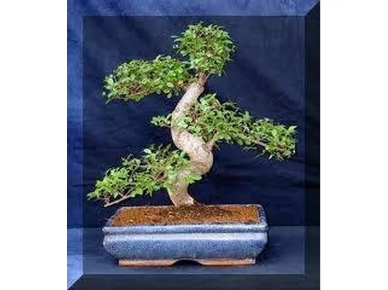 bonsai olmo