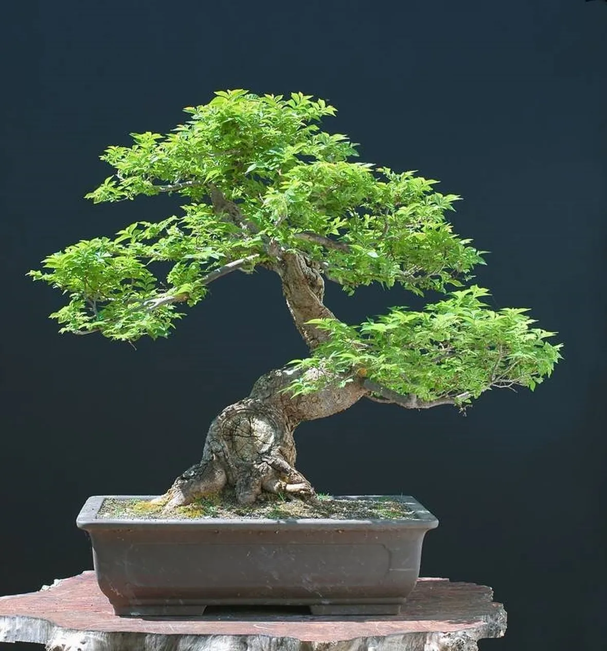 bonsai olmo