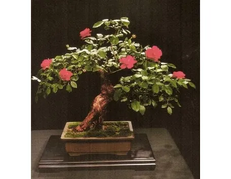 bonsai rose