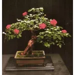 bonsai rose