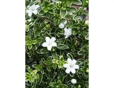 bonsai serissa