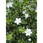 bonsai serissa