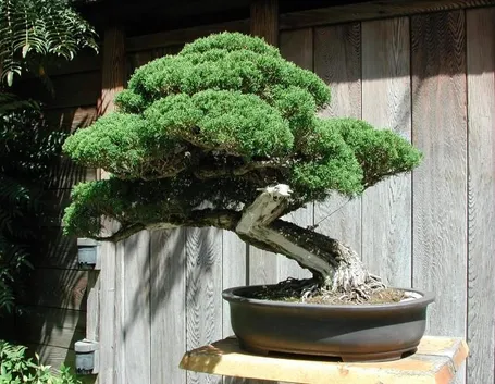 bonsai