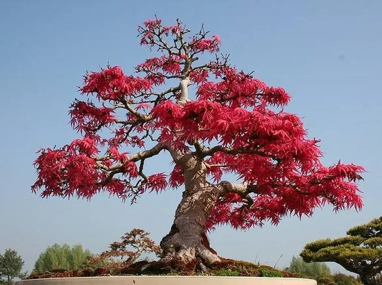 bonsai