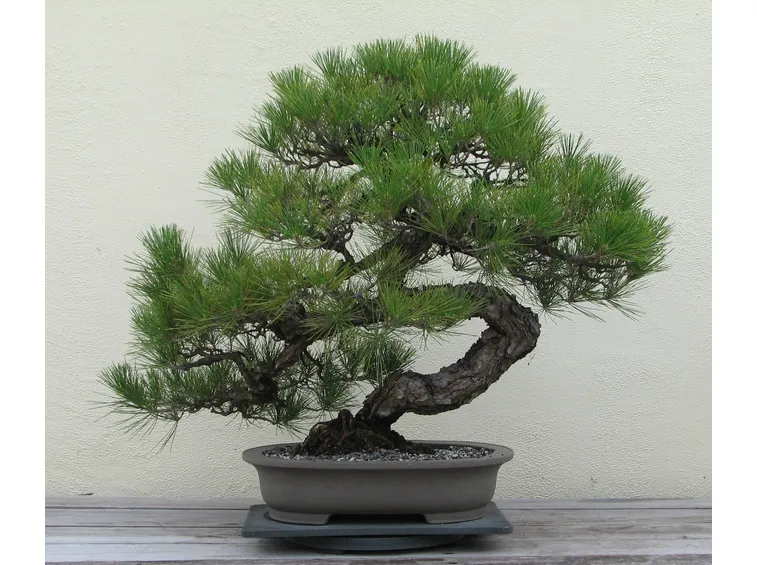 bonsai