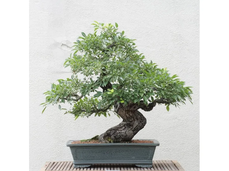 bonsai