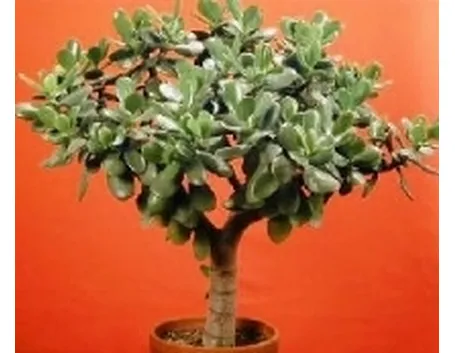 Crassula bonsai