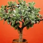 Crassula bonsai