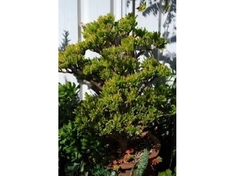 Crassula bonsai