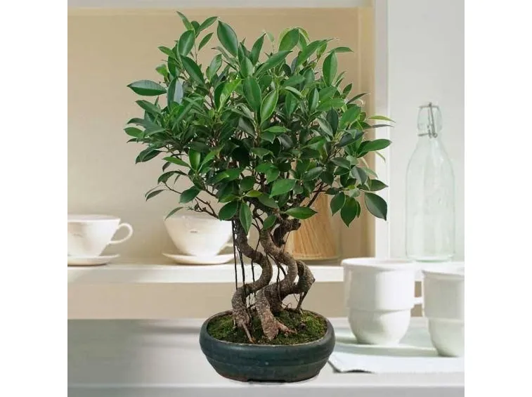 ficus bonsai
