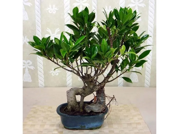 ficus bonsai