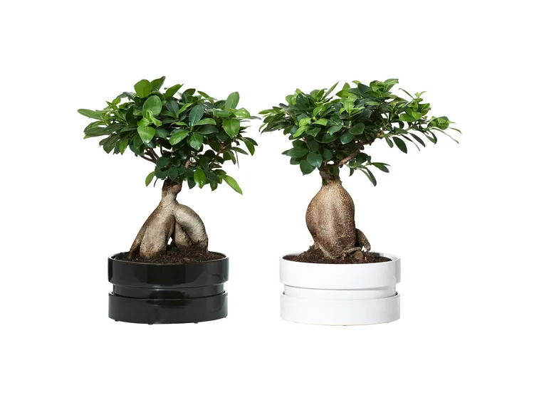 ficus ginseng