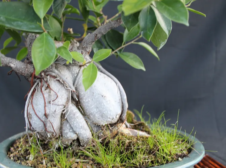ficus ginseng