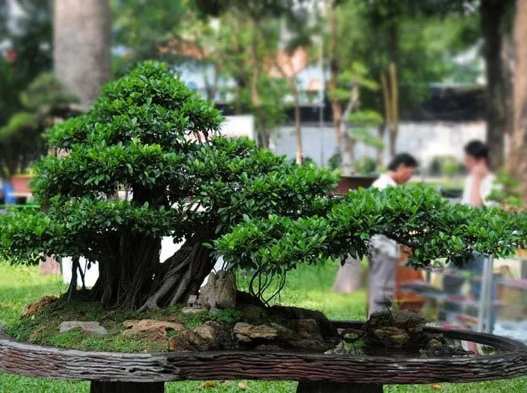 ficus retusa