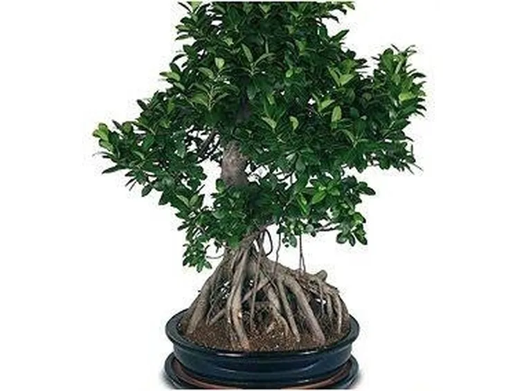 ficus retusa