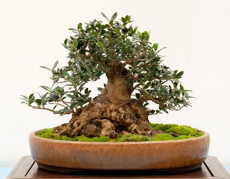 olivo bonsai
