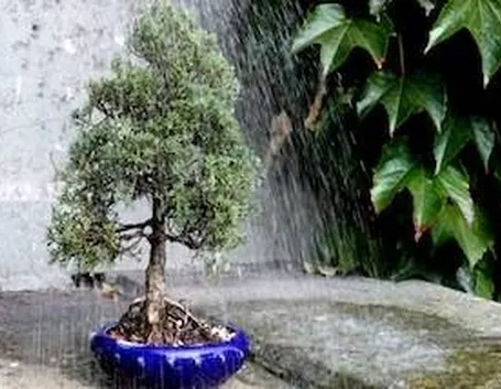 innaffiare bonsai