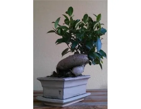 bonsai
