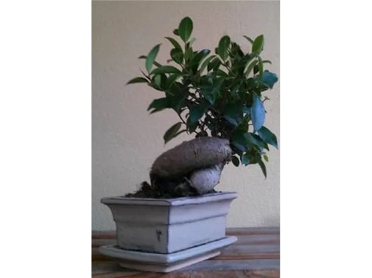 bonsai
