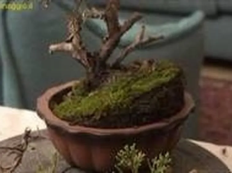 potatura bonsai