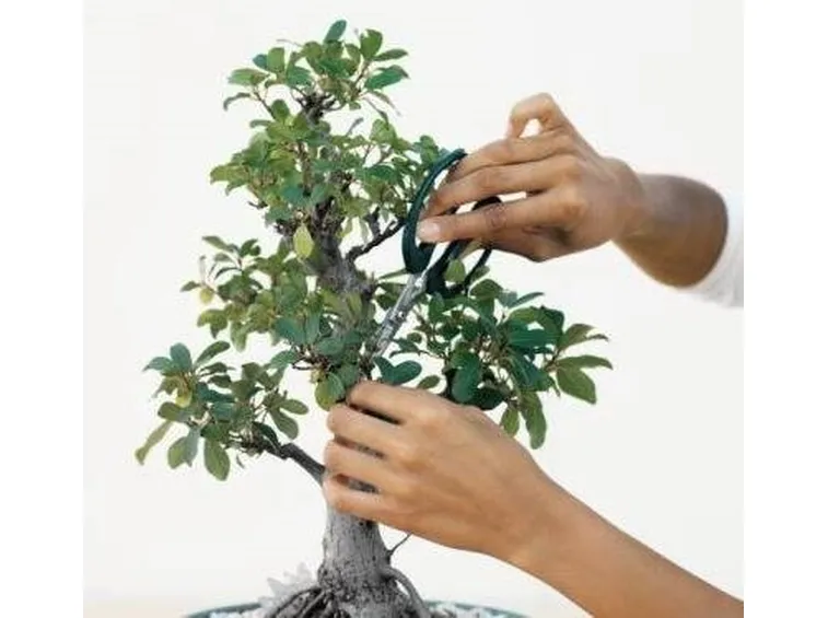 potatura bonsai