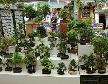 bonsai