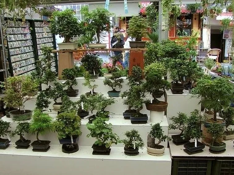 bonsai