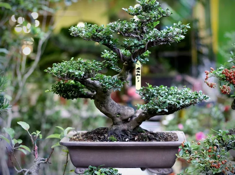 bonsai