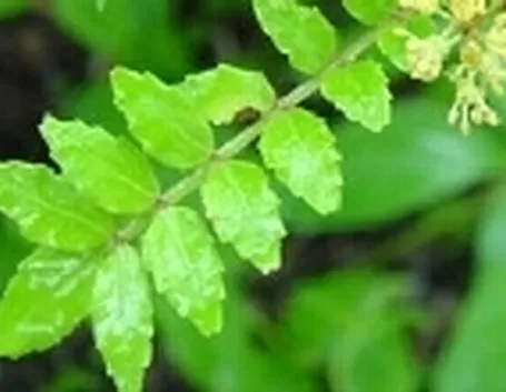 Zanthoxylum piperitum