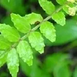 Zanthoxylum piperitum