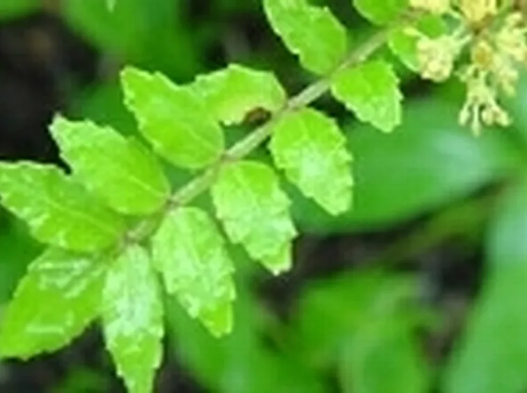Zanthoxylum piperitum