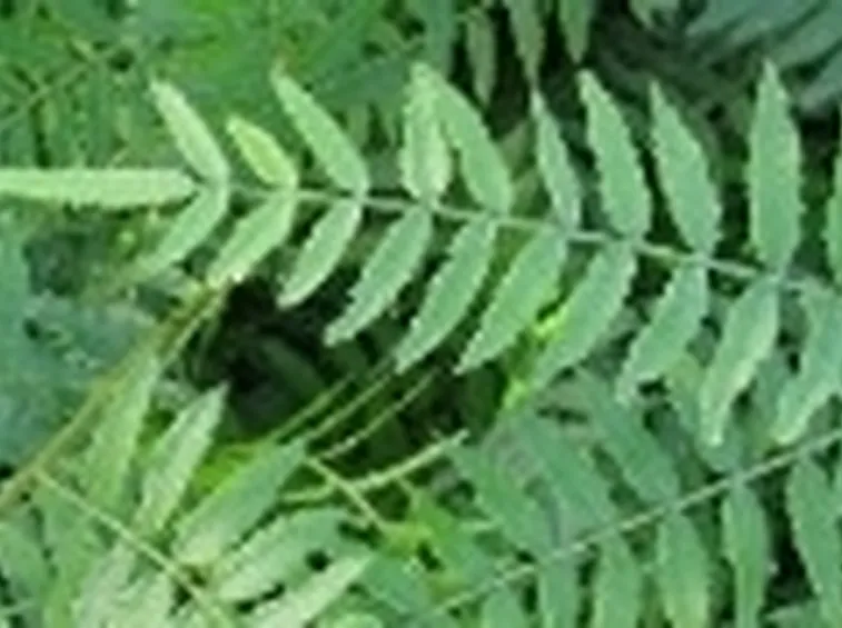 Schinus molle