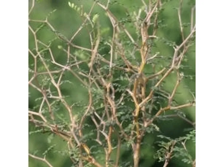 Sophora prostrata