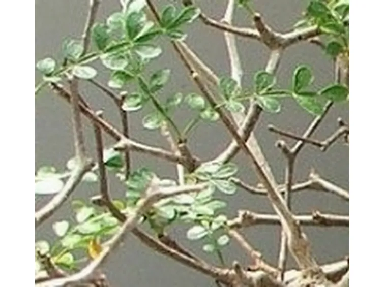 Operculicaria