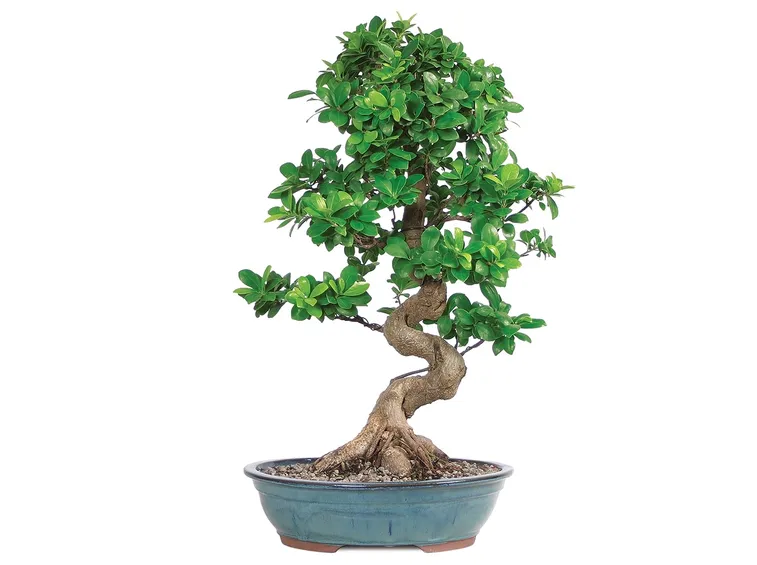 ficus bonsai