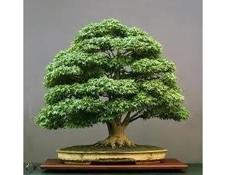 bonsai