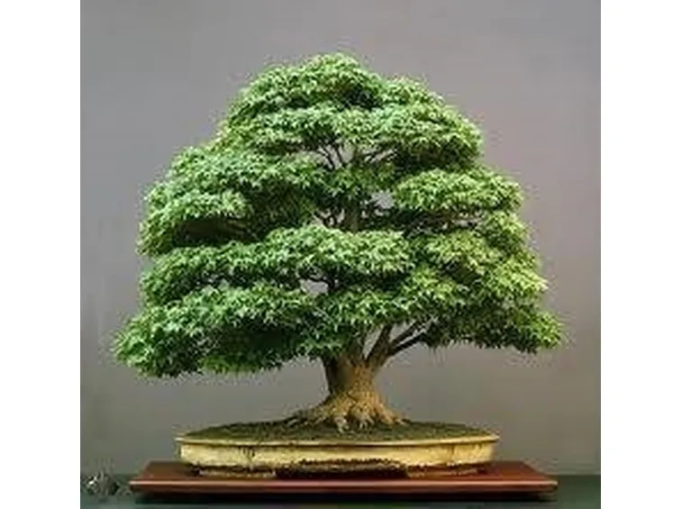 bonsai