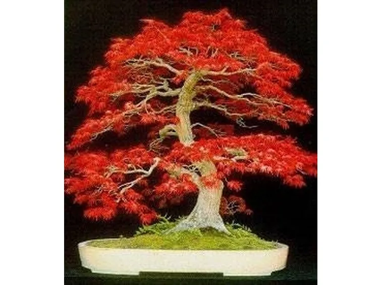bonsai
