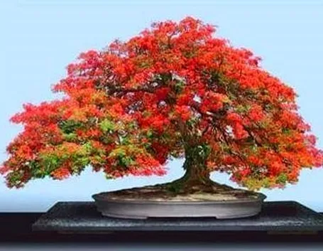 bonsai