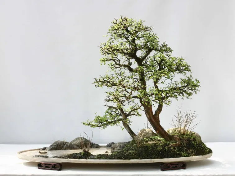 bonsai