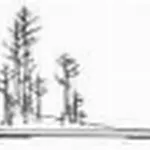 bonsai yose-ue