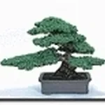 eretto informale