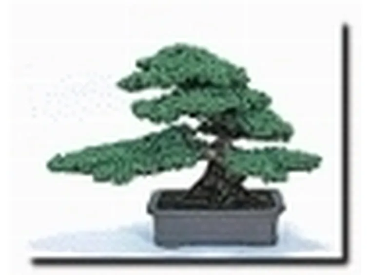 eretto informale