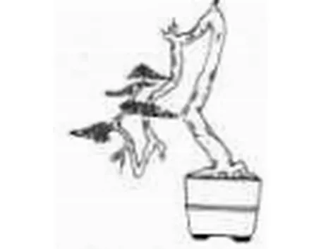 bonsai litterati