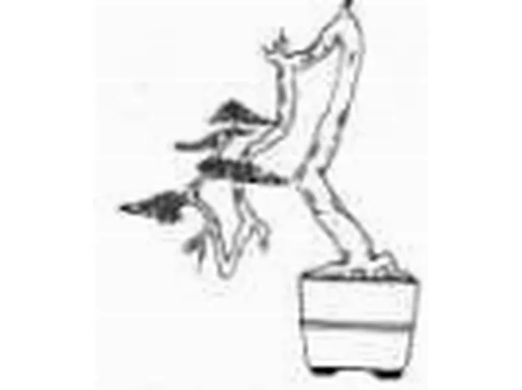 bonsai litterati