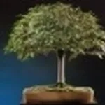 bonsai scopa