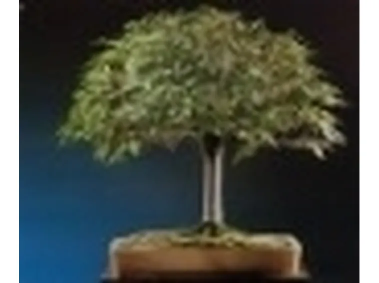 bonsai scopa
