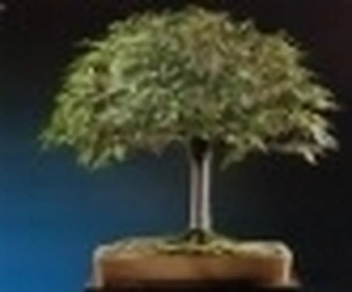 bonsai scopa