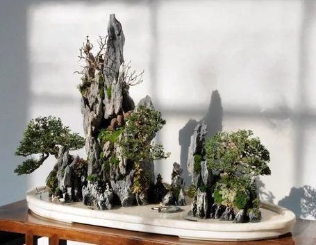 bonsai su roccia